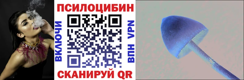 Псилоцибиновые грибы Psilocybe  купить закладку  Новоалександровск 